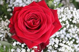 somia.abdelaty